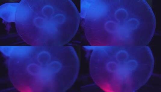 海月水母星月水母海蜇高清在线视频素材下载