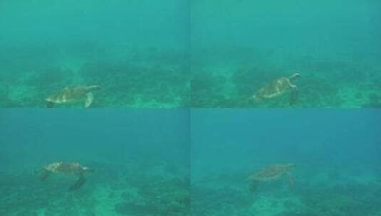 在青绿色的海里游泳的海龟高清在线视频素材下载