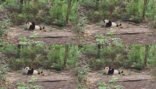 熊猫躺着吃竹子高清在线视频素材下载