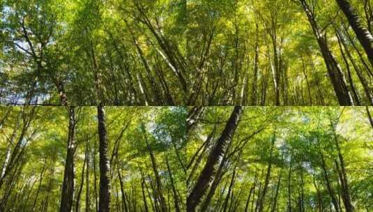 秋天之前的森林高清在线视频素材下载