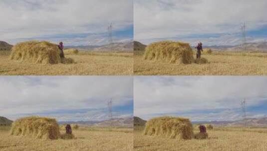 农作西藏高清在线视频素材下载