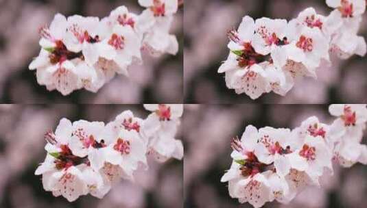 4K拍摄雨中桃花特写高清在线视频素材下载