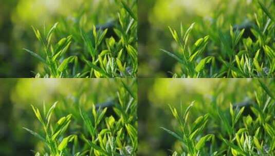 春天翠绿的茶叶嫩芽微风中摇曳高清在线视频素材下载
