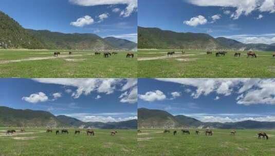 马群在高山边的草地吃草高清在线视频素材下载