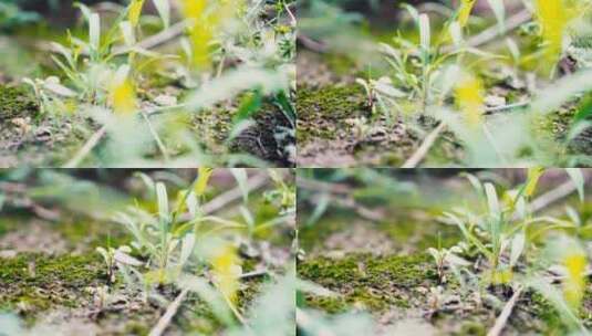 滑轨拍摄微距昆虫花草苔藓高清在线视频素材下载