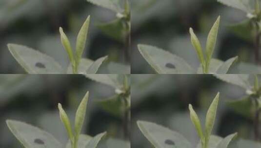 特写茶叶嫩芽被采摘高清在线视频素材下载