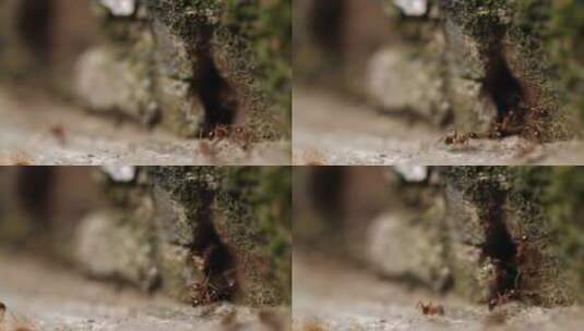 蚂蚁搬运食物特写镜头高清在线视频素材下载