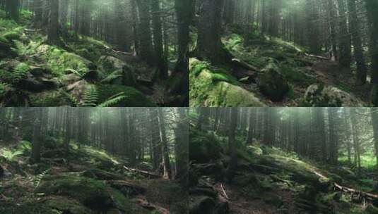 清澈的森林景观高清在线视频素材下载