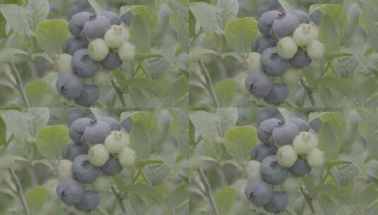 青蓝莓和紫蓝莓特写拍摄LOG高清在线视频素材下载