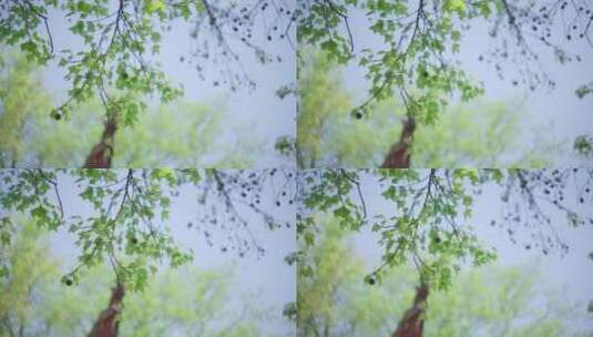 初夏阳光枫叶唯美树叶高清在线视频素材下载