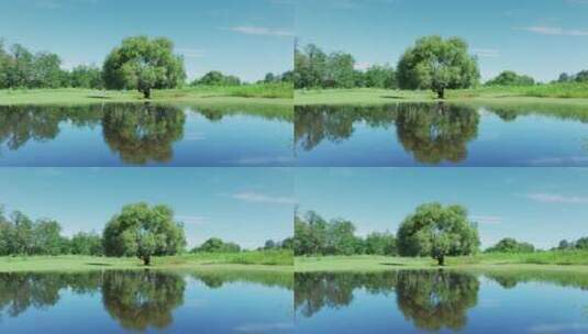 8k实拍水边的大树多景别之一高清在线视频素材下载