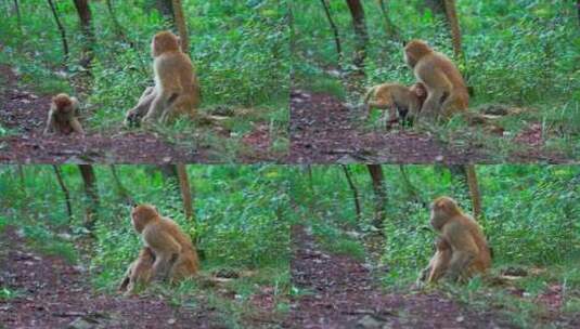 灵空山野生猕猴高清在线视频素材下载