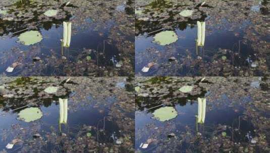 池塘污水中的荷叶高清在线视频素材下载