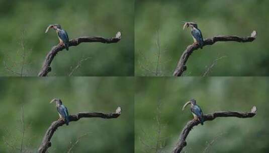 生吞泥鳅高清在线视频素材下载