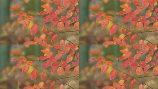 秋天红色的树叶高清在线视频素材下载