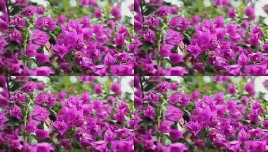 深紫色的花瓣高清在线视频素材下载