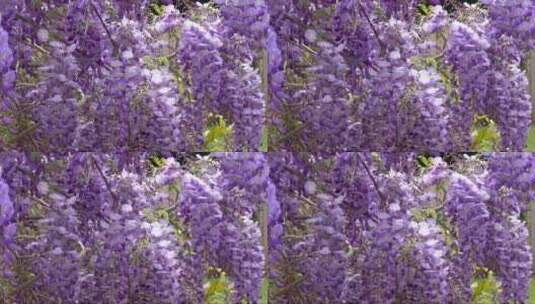 盛开的紫藤。高清在线视频素材下载