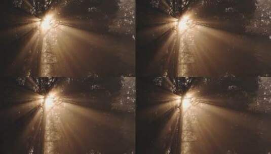 阳光照耀下的树木景观高清在线视频素材下载