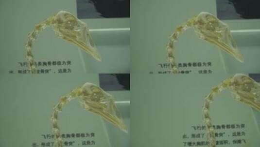 鸟类骨骼标本高清在线视频素材下载
