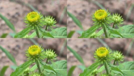 野菊花花蕾高清在线视频素材下载