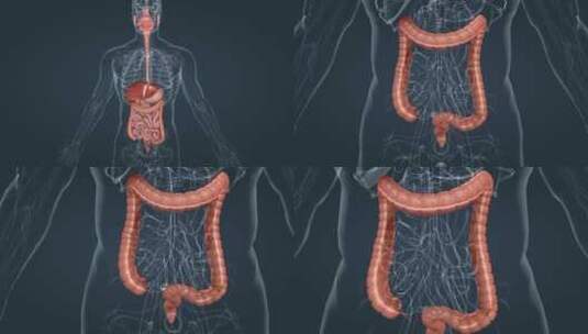 人体 解剖 大肠 横结肠 降结肠消化系统高清在线视频素材下载