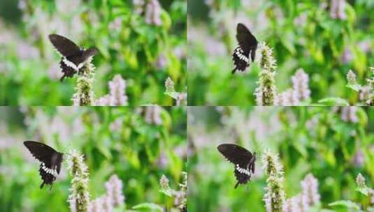 美丽蝴蝶飞舞黑蝴蝶花丛中慢镜头高清在线视频素材下载