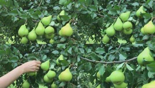 树枝上成熟的梨子被摘走高清在线视频素材下载