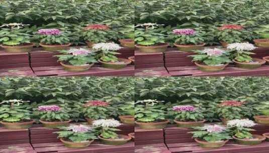 济南趵突泉公园菊花展高清在线视频素材下载