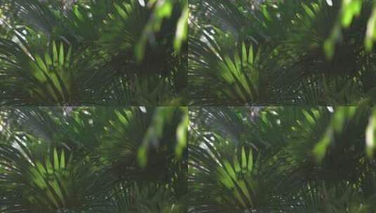 植物森林叶子高清在线视频素材下载