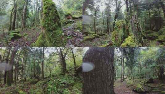 湿漉漉的原始森林高清在线视频素材下载