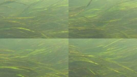 水下相机拍摄水草高清在线视频素材下载