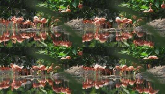 水边成群的火烈鸟高清在线视频素材下载