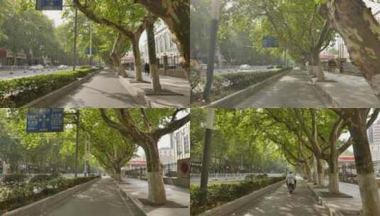 南京的梧桐树公路高清在线视频素材下载