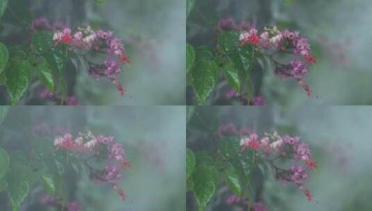 园林雾气中的花卉高清在线视频素材下载