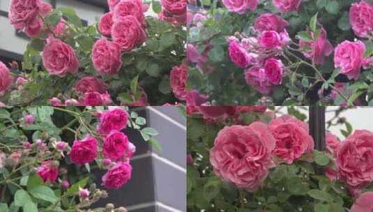 春暖花开蔷薇花墙3高清在线视频素材下载