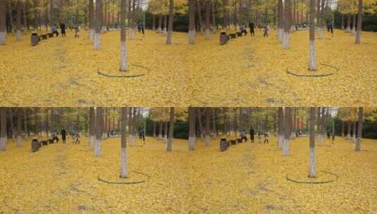 地坛公园的银杏秋色高清在线视频素材下载