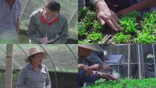 石斛种植基地跟管理员学习种植石斛知识高清在线视频素材下载