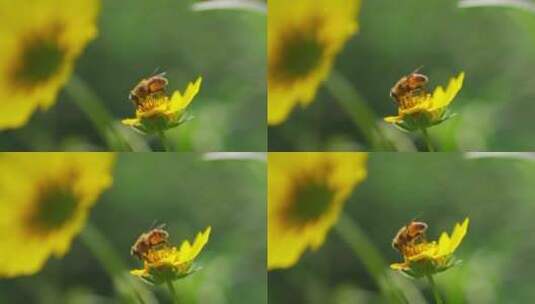 特写野外野菊花上蜜蜂采蜜高清在线视频素材下载