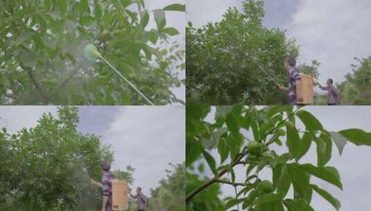 果园喷洒农药防虫害核桃果树高清在线视频素材下载