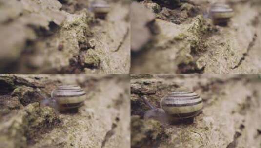 石头上的蜗牛高清在线视频素材下载