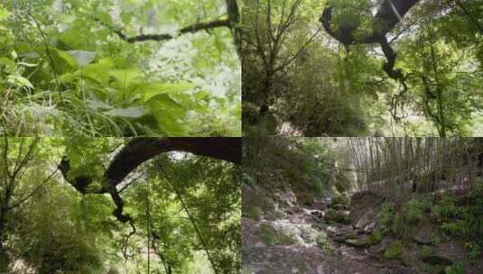 森林、小溪、野草、流水高清在线视频素材下载