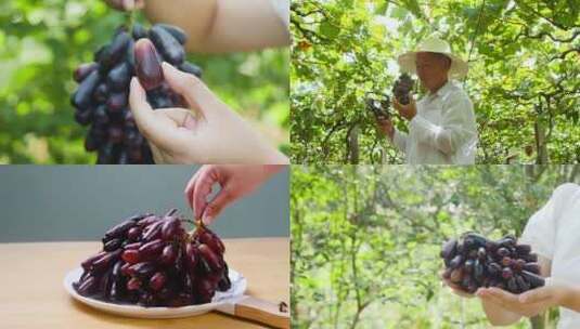 新鲜葡萄素材高清在线视频素材下载