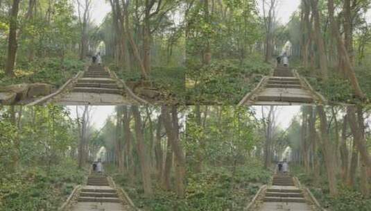 浙江杭州的竹林高清在线视频素材下载