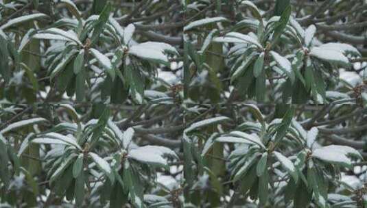树叶下雪飘雪慢镜头4K实拍空镜高清在线视频素材下载