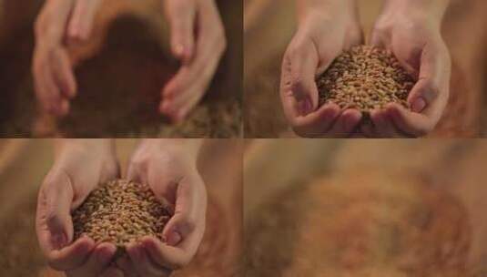 农民秋收谷子粮食特写高清在线视频素材下载