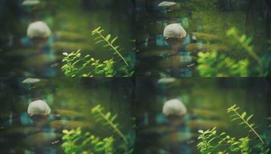 虚实变焦拍摄水池边的绿植唯美空镜高清在线视频素材下载