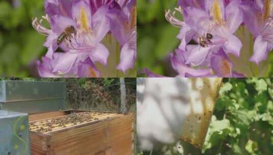 采集蜂蜜割蜂蜜高清在线视频素材下载