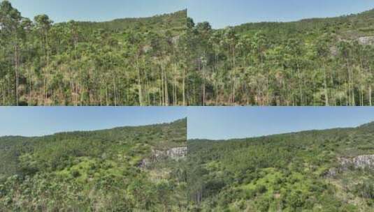 阳西翠绿树林上升4K航拍高清在线视频素材下载