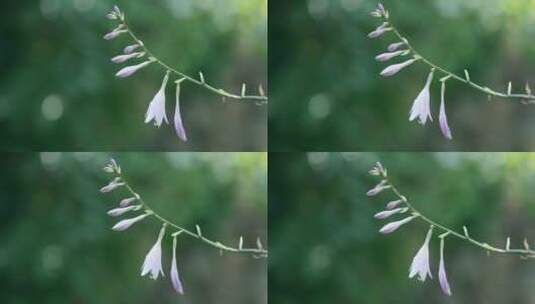 春天的花卉黄花喇叭花高清在线视频素材下载