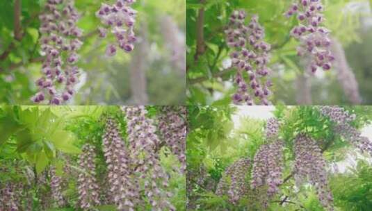 国家植物园/北京植物园/紫藤花高清在线视频素材下载